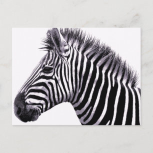 Cartão postal Funky Zebra