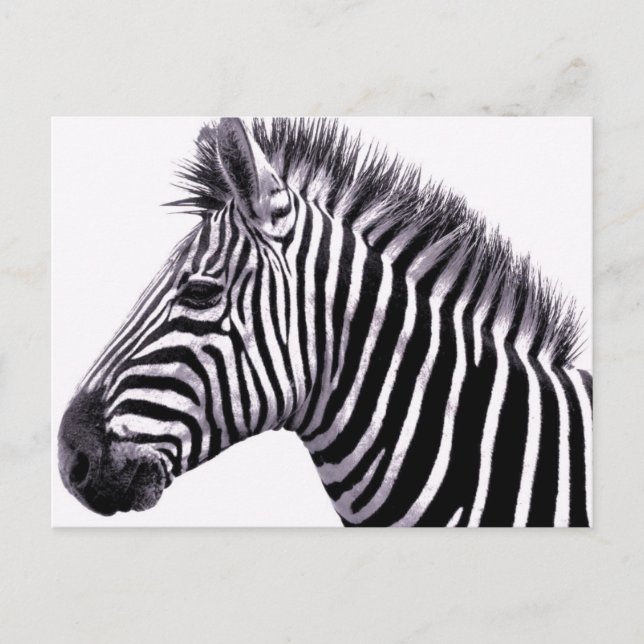 Cartão postal Funky Zebra (Frente)