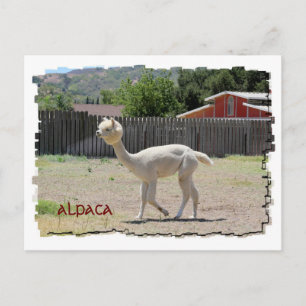 Cartão postal Funny Alpaca