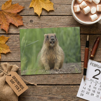 Cartão Postal Funny Brown Realistic Groundhog Tongue Out Photo