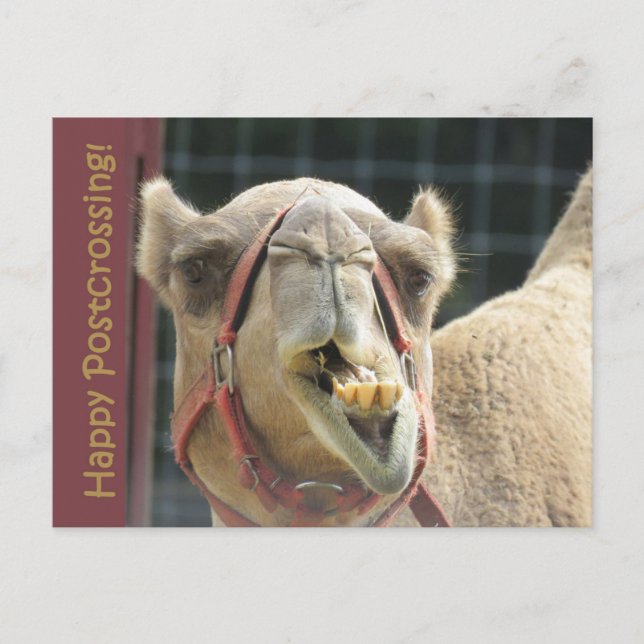 Cartão postal Funny Camel (Frente)