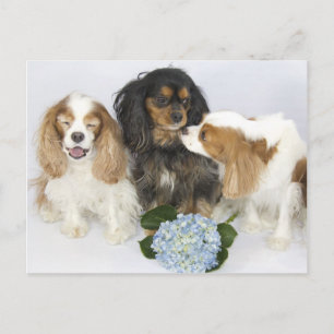 Cartão Postal Funny Faces Cavalier King Charles Spaniels