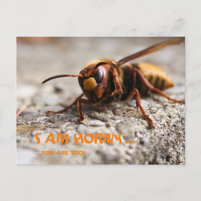 Cartão Postal Funny insect hornet slogan postcard (Frente)