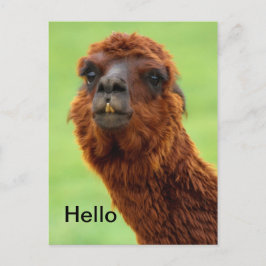 Cartão postal Funny Llama - Todas as Ocasiões
