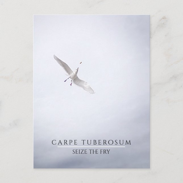Cartão Postal Funny Motivation Seagull Carpe Diem Fries Francese (Frente)