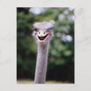 Cartão Postal Funny Ostrich
