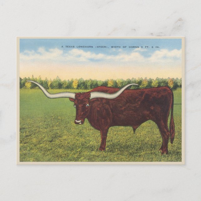 Cartão Postal Funny Vintage Longhorn Steer (Frente)