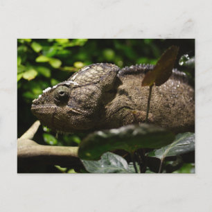 Cartão Postal Furcifer oustaleti