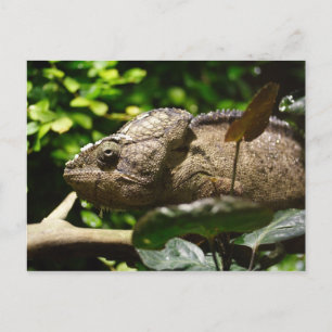 Cartão Postal Furcifer oustaleti