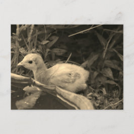 Cartão Postal Furo de Água -