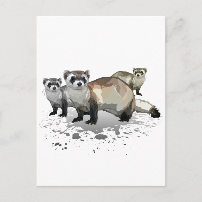 Cartão Postal Furões (Frente)