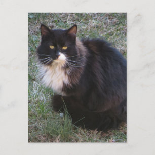 Cartão Postal Furry Tuxedo