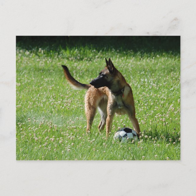 Cartão Postal Futebol Malinois (Frente)