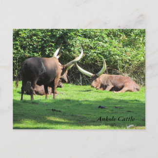 Cartão Postal Gado Ankole