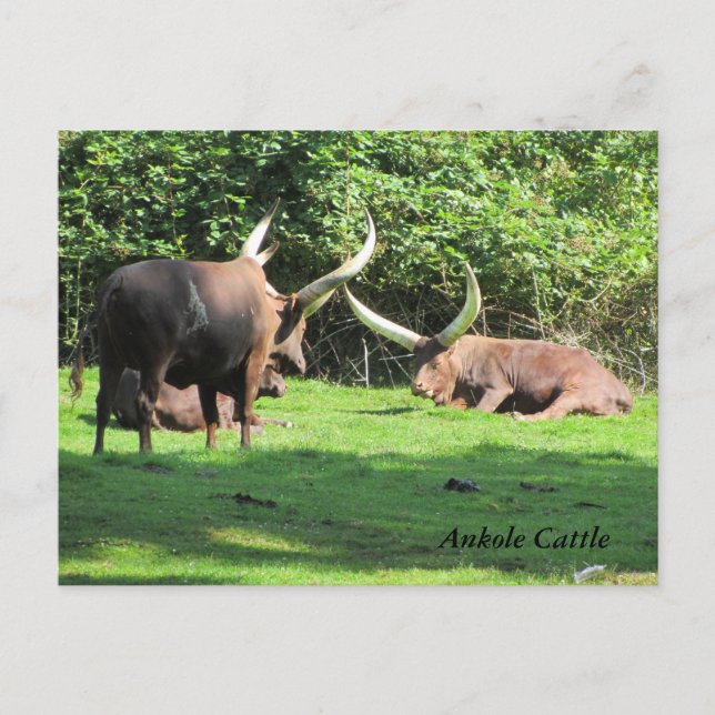 Cartão Postal Gado Ankole (Frente)