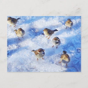 Cartão Postal Gado da Casa Sparrows 'Passer domesticus' ligado
