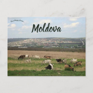 Cartão Postal Gado em Chisinau Moldávia