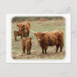 Cartão Postal Gado Highland 9Y316D-055