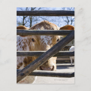 Cartão Postal gado montanhês sueco (Skansen)