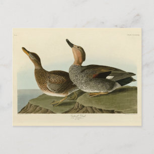 Cartão Postal Gadwall Duck - John Audubon's Birds of America