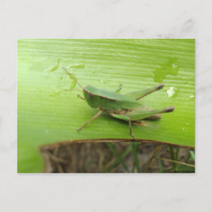 Cartão Postal Gafanhoto
