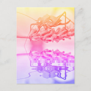 Cartão Postal Gafanhoto acima da água com reflexo