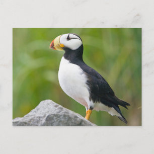 Cartão Postal Gafanhoto (Fratercula corniculata)