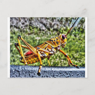 Cartão Postal Gafanhoto Laranja