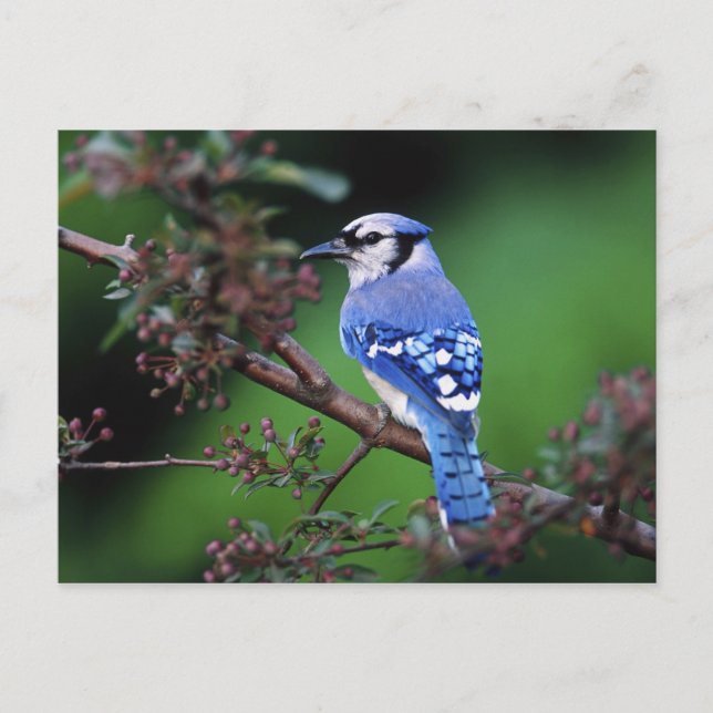 Cartão Postal Gaio-azul, Cyanocitta cristata (Frente)