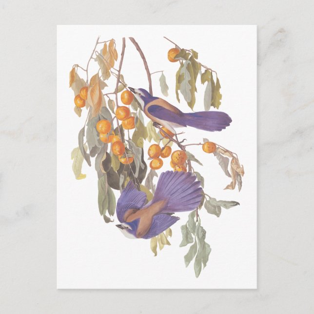 Cartão Postal Gaio-azul-da-flórida Audubon Aves com Laranjas (Frente)