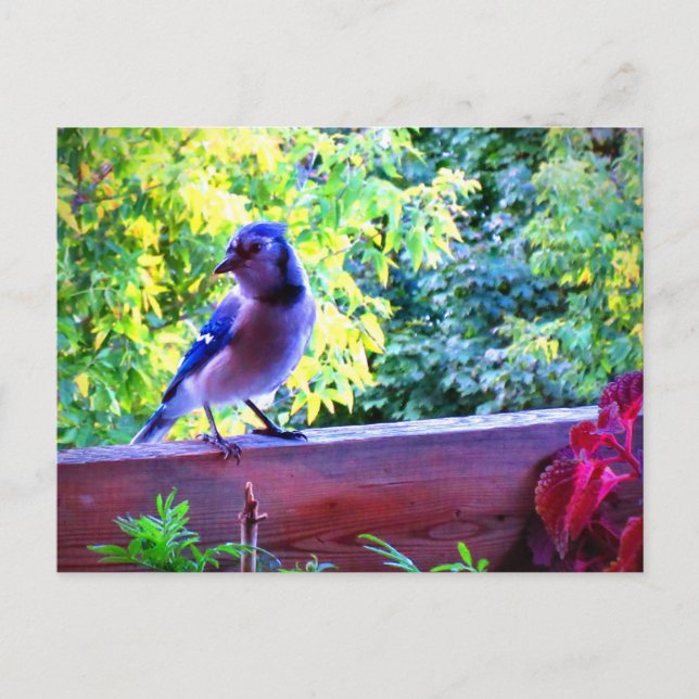 Cartão Postal Gaio Azul do Norte Aves Empoleiradas Canadá (Frente)