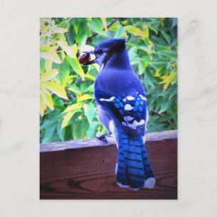 Cartão Postal Gaio Azul do Norte C Amendoim Belas Penas Azuis
