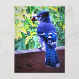 Cartão Postal Gaio Azul do Norte C Amendoim Belas Penas Azuis