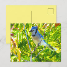 Gaio Azul do Norte na Árvore Natureza Personalizad