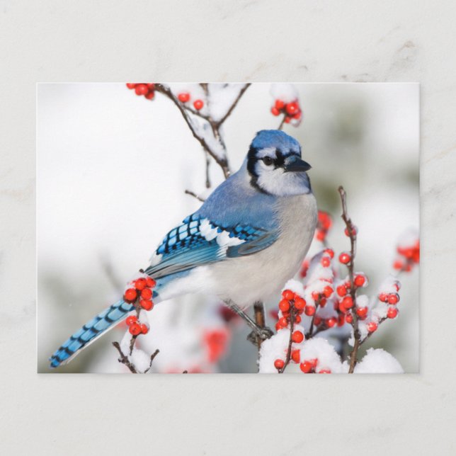 Cartão Postal Gaio-azul em Winterberry-comum (Frente)