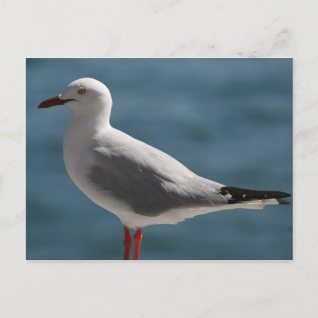 Cartão Postal gaivota (Frente)