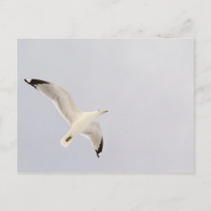 Cartão Postal Gaivota