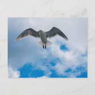 Cartão Postal Gaivota de asas glaurosas