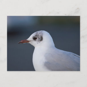 Cartão Postal Gaivota de cabeça negra