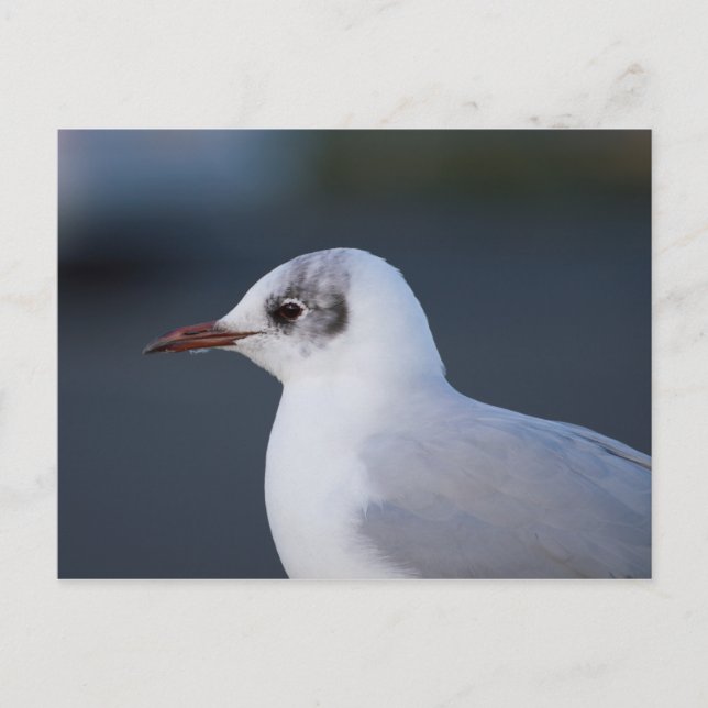 Cartão Postal Gaivota de cabeça negra (Frente)