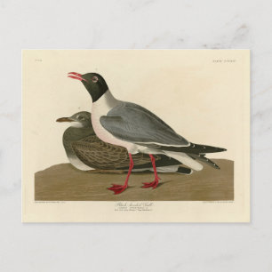 Cartão Postal Gaivota de cabeça negra das aves da América de Aud