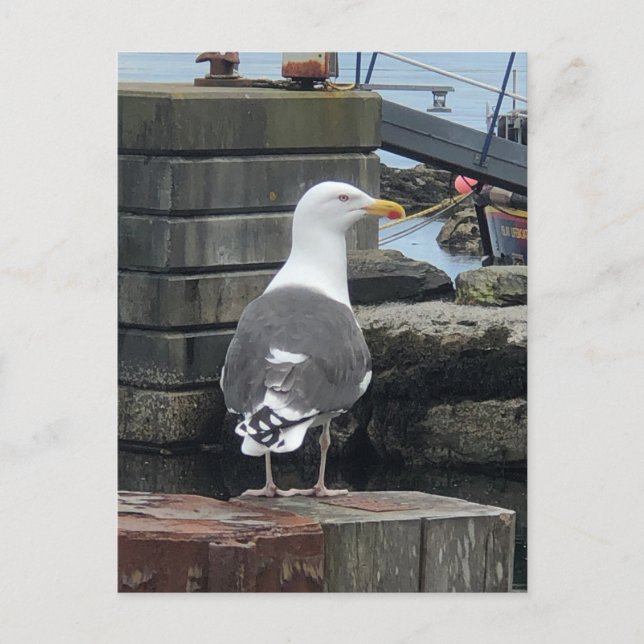 Cartão Postal Gaivota-de-dorso-preto, Ilha de Islay, Escócia (Frente)