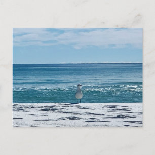 Cartão Postal Gaivota de Praia Fotografia de Pássaros Original