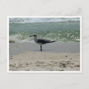 Cartão Postal Gaivota – Fotografia da Vida Selvagem Costeira