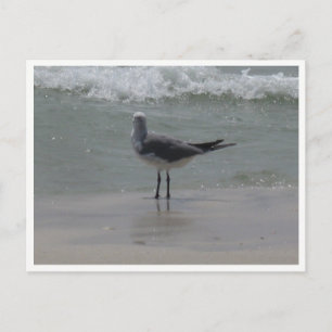 Cartão Postal Gaivota – Fotografia da Vida Selvagem Costeira