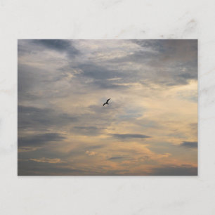 Cartão Postal Gaivota na Praia ao Crepúsculo Fotografia de Pássa