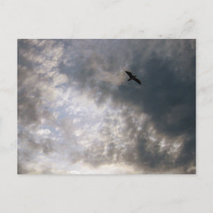 Cartão Postal Gaivota na Praia ao Crepúsculo Fotografia de Pássa