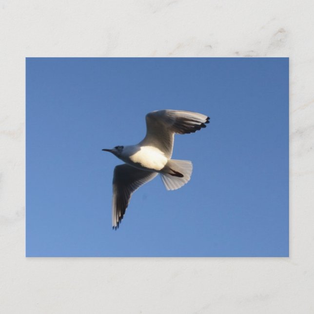 Cartão Postal Gaivota-pequena (Frente)