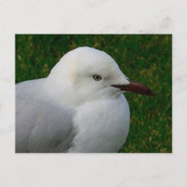 Cartão Postal Gaivota prateada juvenil