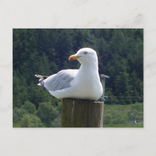 Cartão Postal Gaivota Relaxada Descansando na Cerca Arte Costeir